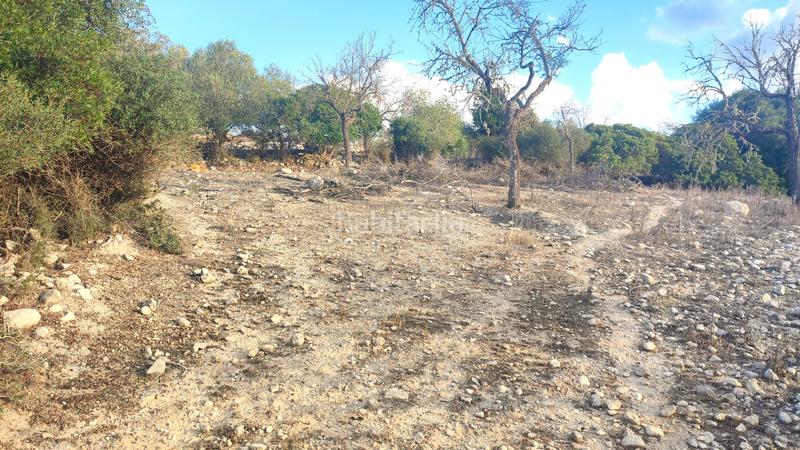 Foto f37c9725-b67b-4ead-99ab-c5afab9e3e57. Fondo rustico in Montuïri