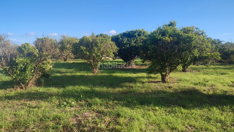 Foto 5e128e7d-062e-4d7b-a05d-82f0146a0c5f. Finca rústica a poligono poligon 27 1848 a Manacor centre Manacor