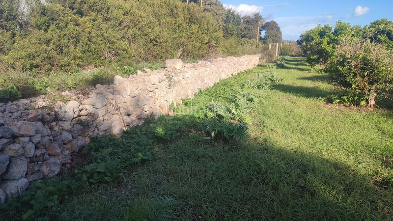 Foto 63d1653e-3798-46c2-9305-f7f612380809. Finca rústica a poligono poligon 27 1848 a Manacor centre Manacor