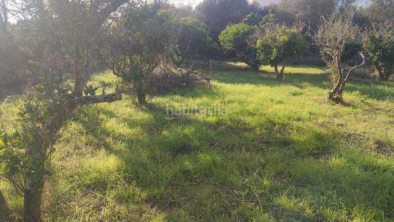 Foto a304fc56-3a5f-4309-9bed-413fd26e9584. Finca rústica a poligono poligon 27 1848 a Manacor centre Manacor