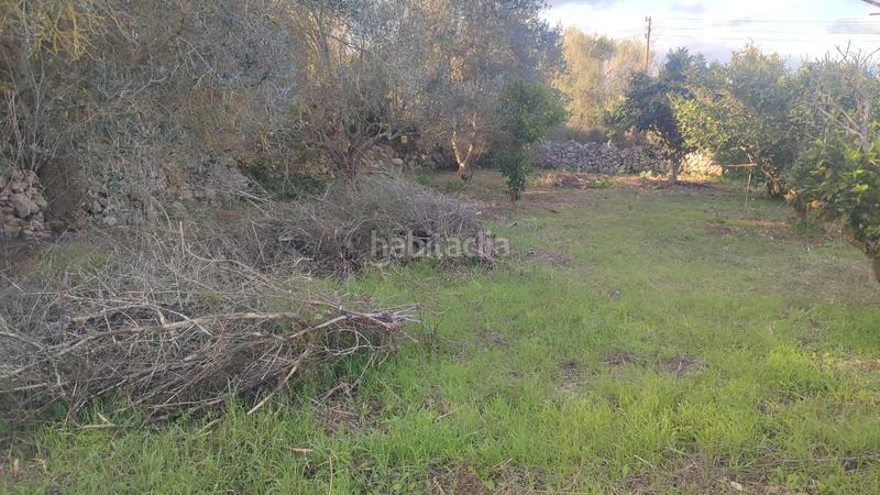 Foto b9291dee-e0d1-4ffb-bbc3-48cdbe3d7120. Finca rústica a poligono poligon 27 1848 a Manacor centre Manacor