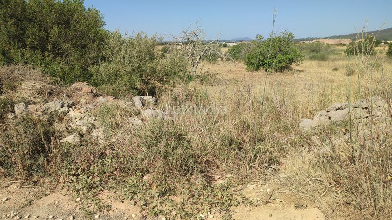 Foto 0a10bc07-12f3-4f85-8ee4-e94a50b9a486. Finca rústica a n/a a Petra