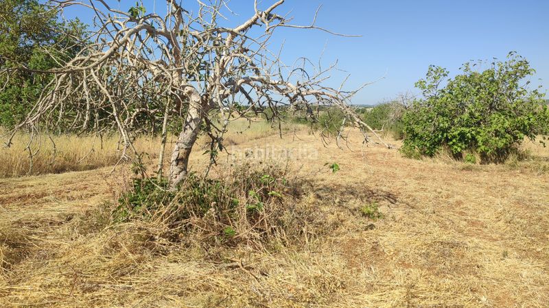 Foto 1bc117fe-9291-421e-b363-5b8f44c55a0d. Finca rústica a n/a a Petra