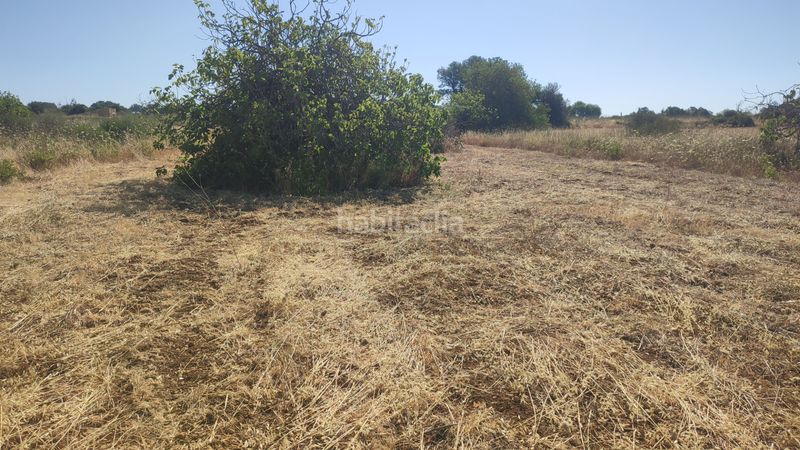 Foto 44c4ae1b-56d5-433b-9608-344a2f74fe5e. Finca rústica a n/a a Petra