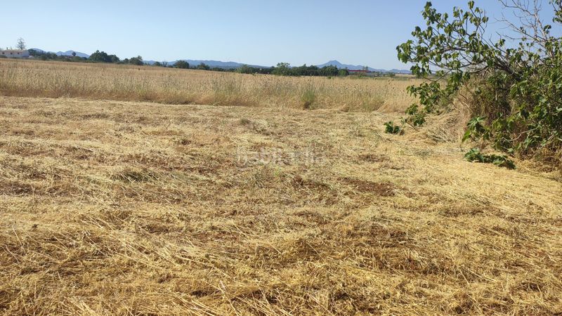 Foto 55f82003-2392-4ae0-aec3-cd39b89f3f43. Finca rústica a n/a a Petra