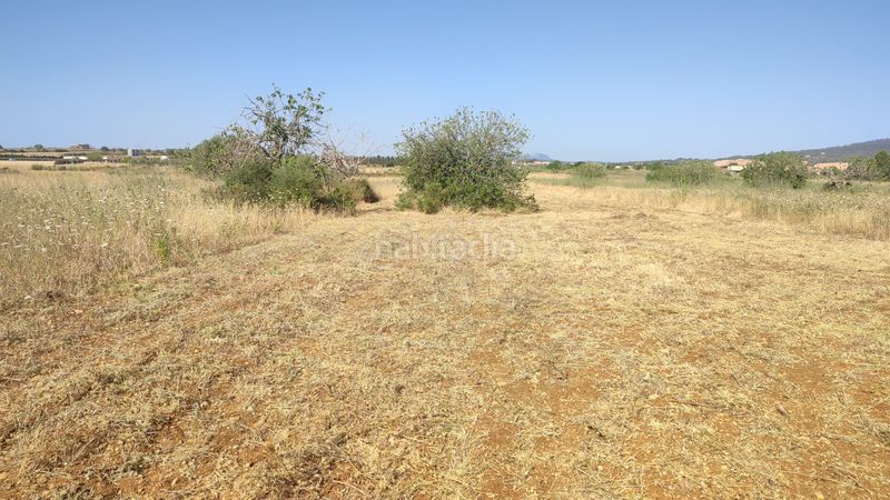Foto 5ef0f2ac-4fda-4e3f-a314-b67c1f054360. Finca rústica a n/a a Petra