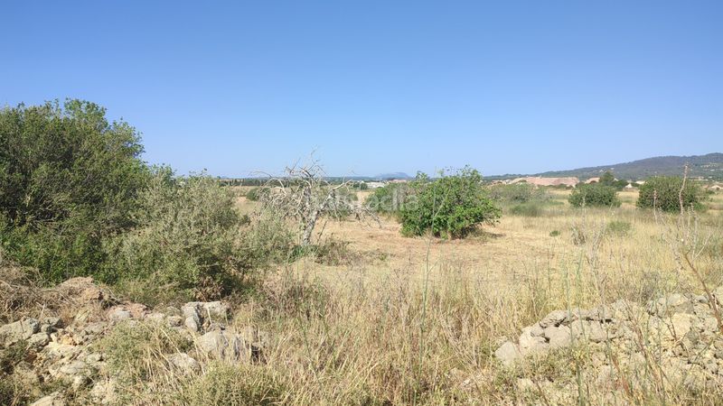 Foto a1c92e4e-08e4-4fec-b2f4-efcd39be607e. Finca rústica a n/a a Petra