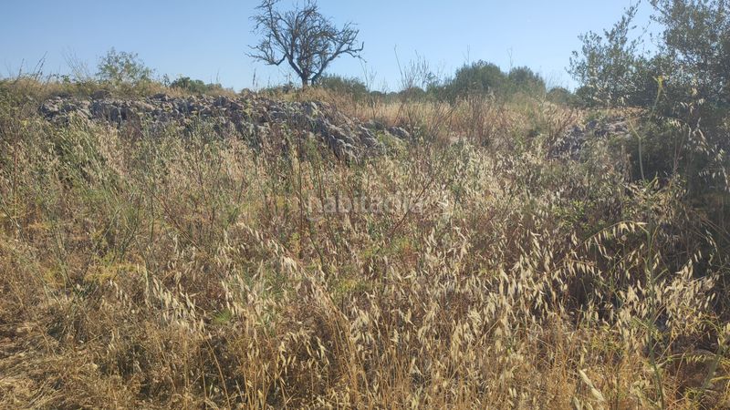 Foto b2de2203-de3a-4af2-8f61-99b13d076e32. Finca rústica a n/a a Petra