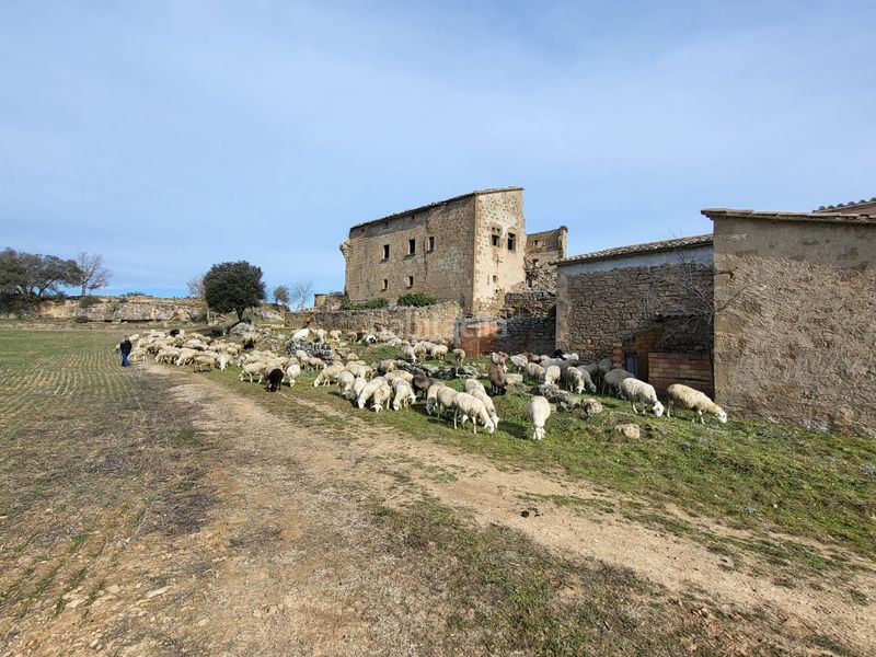 Foto 422ac800-c2af-4972-b7e8-66f0ff9b951c. Finca rústica a Pinell de Solsonès