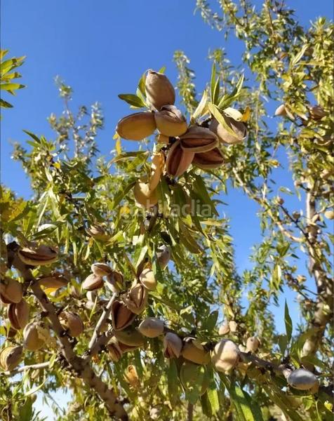 Foto 0dbd45cb-9ab3-4360-a22c-cada46d54ca2. Finca rústica a Castelldans