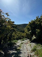 Mas à Motril  ciudad. Finca rústica y explotación de aguacates en granada mortil