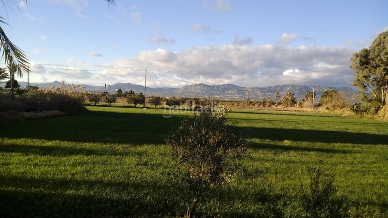 Foto 0ca86806-d13f-4b0d-9e7c-d0861d843fa4. Finca rústica a Crevillente