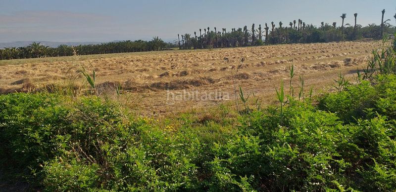 Foto e222819f-1619-48a8-bc19-f8b8e3c47158. Finca rústica a Crevillente
