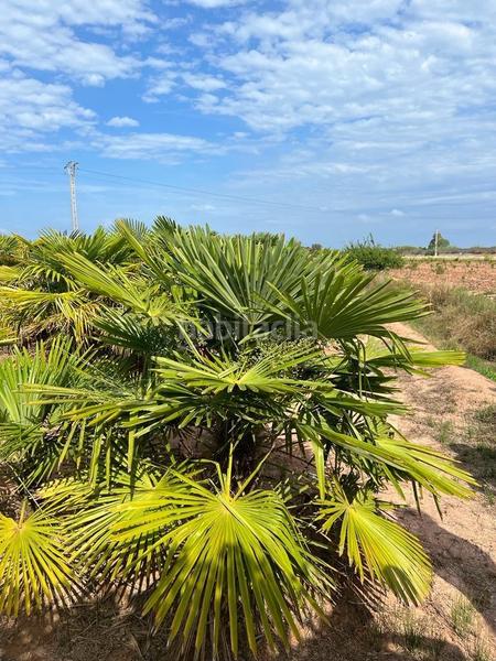 Foto 38976e1f-3891-4bb4-9ca5-9fcd8bb5d70c. Landgut in playas de Puçol Puçol