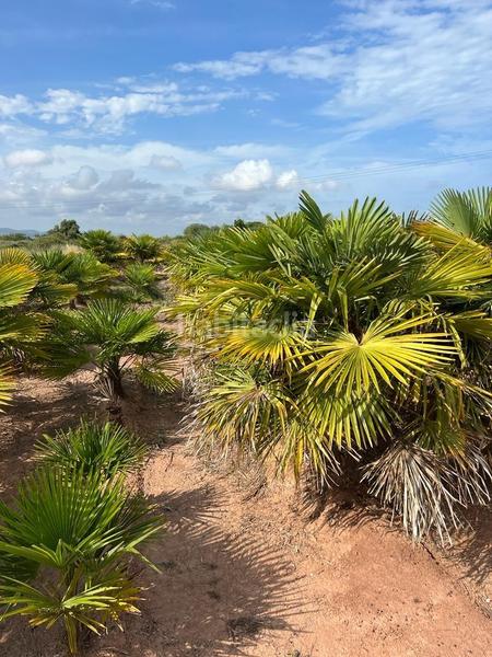 Foto 447d11fc-f9f5-4d1e-80de-57749f26d50c. Landgut in playas de Puçol Puçol