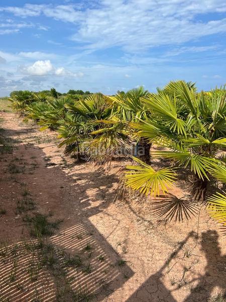 Foto aa3962ad-32d9-4d88-ad25-78e0019dbe64. Landgut in playas de Puçol Puçol