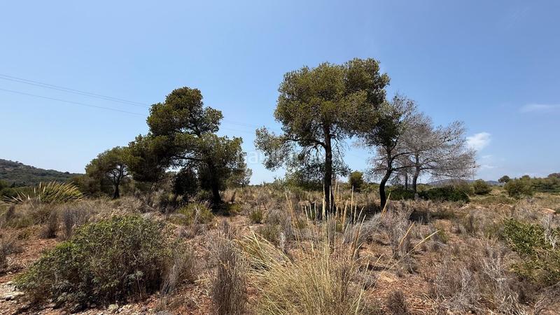Foto a97b148f-8220-4e29-b896-b4a920143da2. Fondo rustico in Doctor Palos - Alto Palancia Sagunt