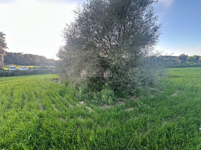 Foto d481a909-2998-4c39-aecc-61c4fe2e1d4a. Finca rústica a Sant Joan