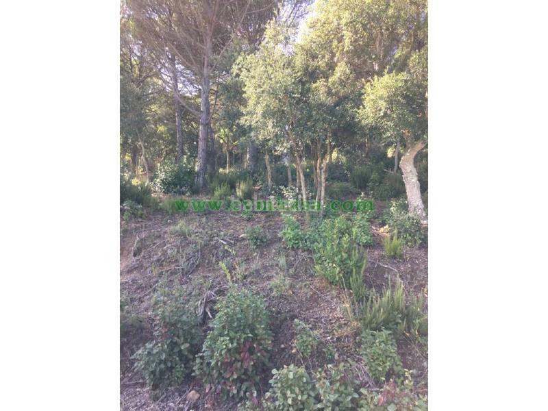 Foto ff5f943b-bc0d-4829-8854-1201aed49db6. Fondo rustico in Lloret Verd - Els Pinars Lloret de Mar