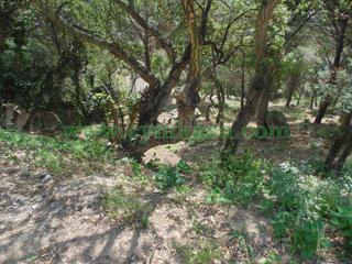 Finca rústica a Serra Brava. Terreno en venta