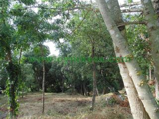 Finca rústica a Terrabrava - Tordera Parc. Terreno en venta