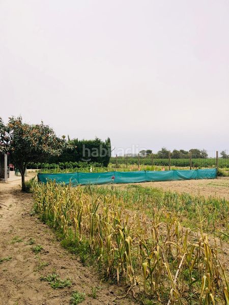 Foto 7562dbf1-f715-4919-bbe6-99863597f1fe. Finca rústica a camí dels coixins 192 a Els Griells Estartit