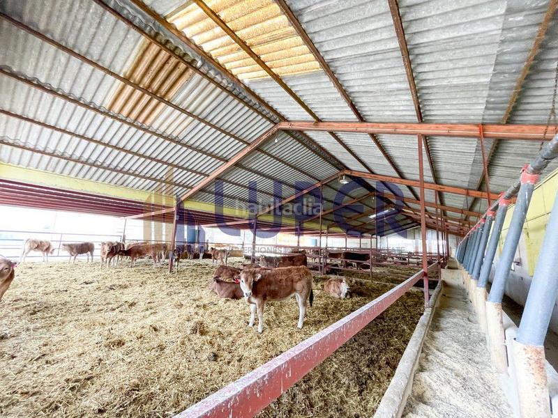 Foto 5904a39a-1d07-4fc1-8445-4b1345b5337f. Casale in Pla de la Vallonga Alicante