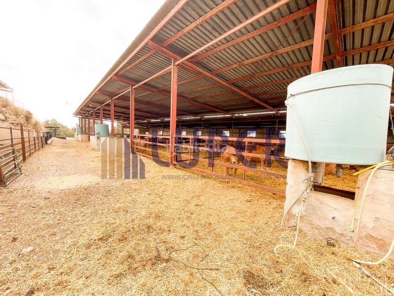 Foto 7a7c3052-f0ed-4563-afa7-2c936f59c245. Casale in Pla de la Vallonga Alicante