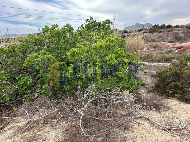 Foto bc3d411f-103e-4257-9e9b-668859f4be02. Finca rústica a Centro Mutxamel