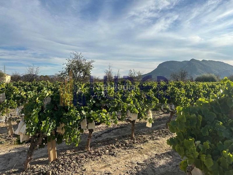 Foto 04c03a21-54ac-49b2-8f2f-39c06a028d8f. Finca rústica parcela rústica urbanizable 13.095m2 con viñas en producción en Agost