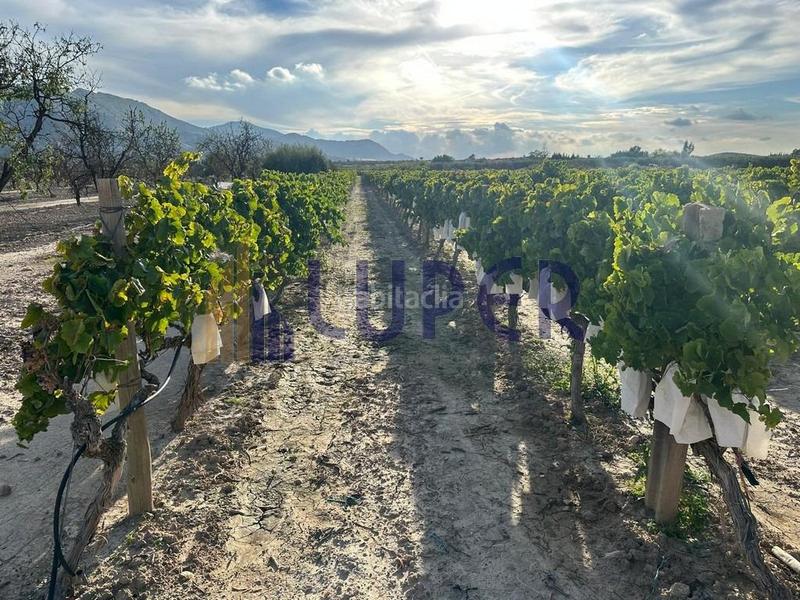 Foto 05d393fc-1fba-4a5b-873a-d937c4340d37. Finca rústica parcela rústica urbanizable 13.095m2 con viñas en producción en Agost