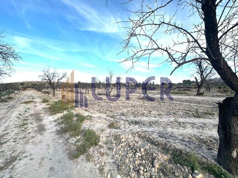 Foto 1e610ddb-c0c8-4b06-8370-4540206bf384. Finca rústica parcela rústica urbanizable 13.095m2 con viñas en producción en Agost