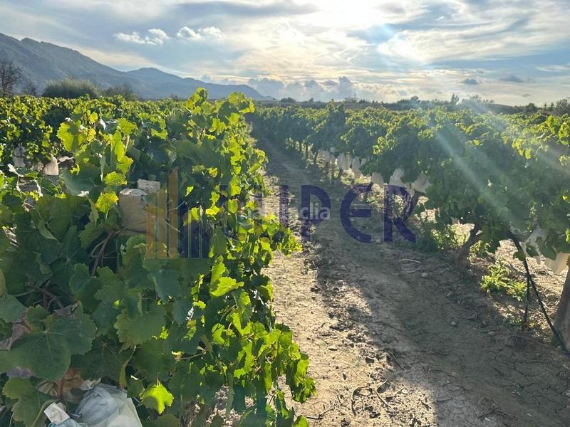 Foto 97e1de9f-4217-4724-a7ea-f13049de80de. Finca rústica parcela rústica urbanizable 13.095m2 con viñas en producción en Agost