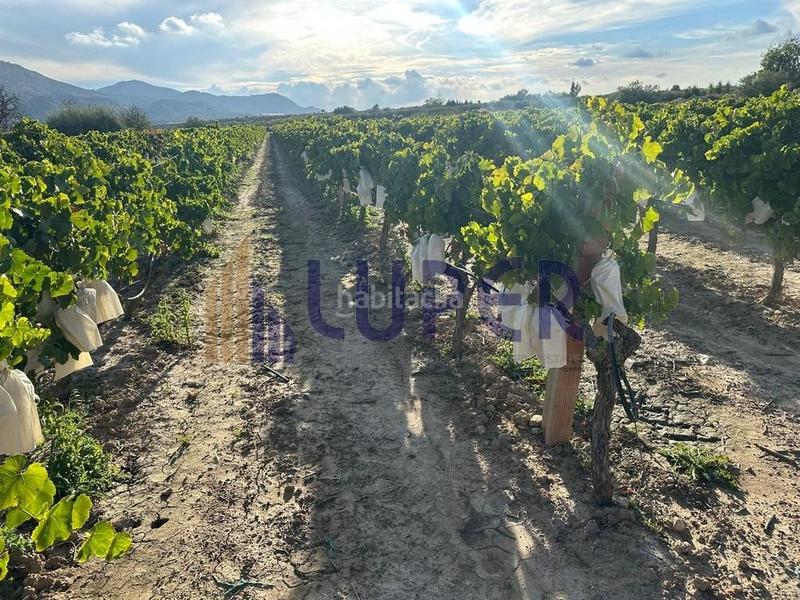 Foto b96aa6e9-825f-4235-9405-7269fda65d51. Finca rústica parcela rústica urbanizable 13.095m2 con viñas en producción en Agost