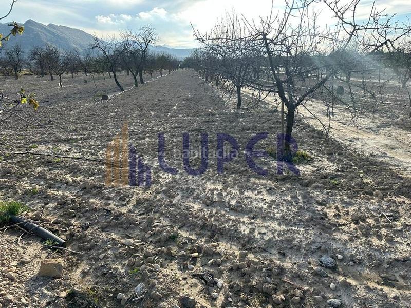 Foto f449633a-622e-48dc-836b-b0e5f08ffdee. Finca rústica parcela rústica urbanizable 13.095m2 con viñas en producción en Agost