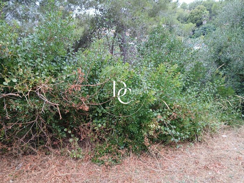 Foto ff67fbbb-ddc5-4de4-9cc8-12671340780d. Terreno residencial parcela de 849 m2 en venta en can suria, en Olivella