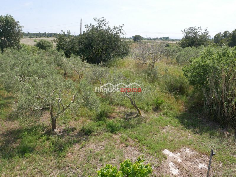 Foto b2a8c04d-c0c1-4990-9d60-6bfac58e56f1. Casa amb xemeneia calefacció a Alió