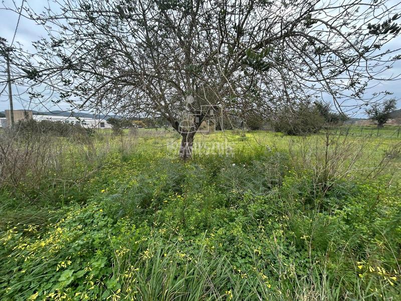 Foto e6aaf558-8fae-4610-bfdf-d4e6b356133b. Finca rústica fantástica parcela en dirección a san lorenzo con proyecto de construcción en Sant Joan de Labritja