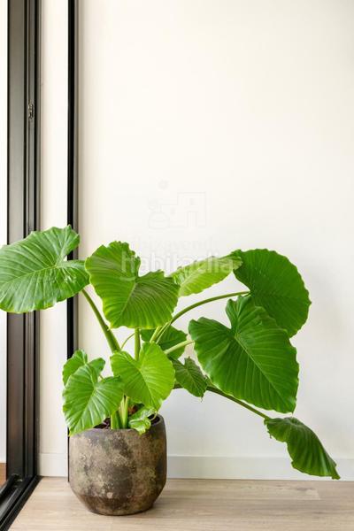 Foto 6787b56f-9f26-4502-9541-bfc0b8869e01. Dúplex exclusivo dúplex en Roca Llisa, santa eulalia en Santa Eulària