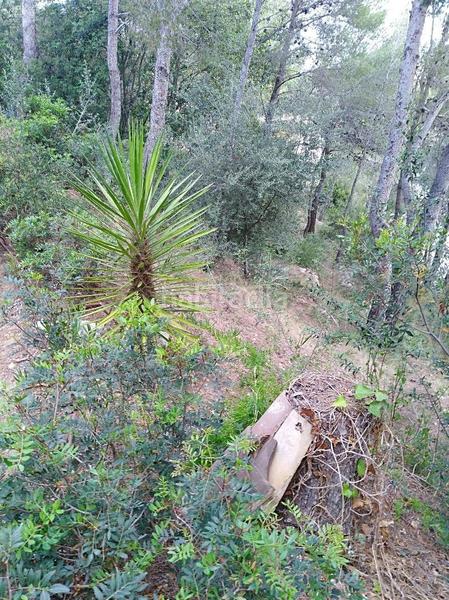 Foto 66d76402-8fca-48f8-883f-41eea02dd3dd. Terreny residencial a costa Cunit - els jardins - els rosers Cunit