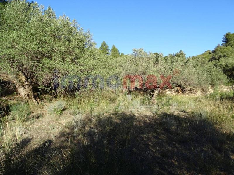 Foto 4e27e13b-ad99-498e-87d0-b970a4cda994. Wohngrundstück in Xerta