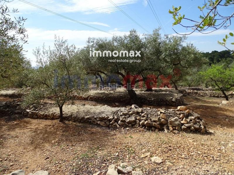 Foto 0bdef96f-96d2-403e-9fcb-966c4dcdbf49. Terreny residencial a Ampolla (L´)