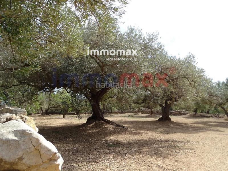 Foto 2394c567-c206-4011-bc93-83c00b14e4ae. Terreny residencial a Ampolla (L´)