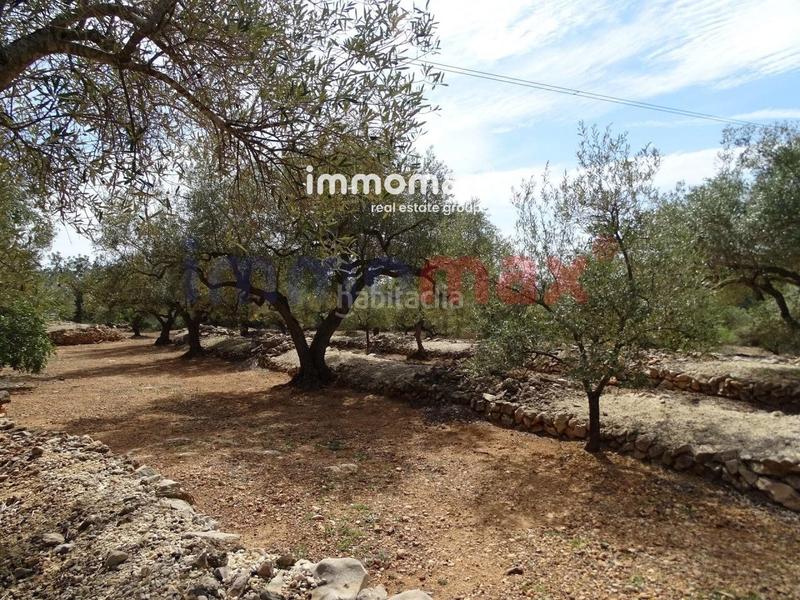 Foto 8267e3e7-8bf9-4ca5-8caa-61f8419c9bd1. Terreny residencial a Ampolla (L´)