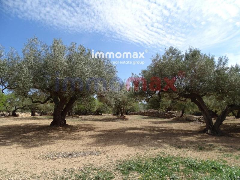 Foto 88b8af97-77a3-4645-b2da-78dda90a9438. Terreny residencial a Ampolla (L´)