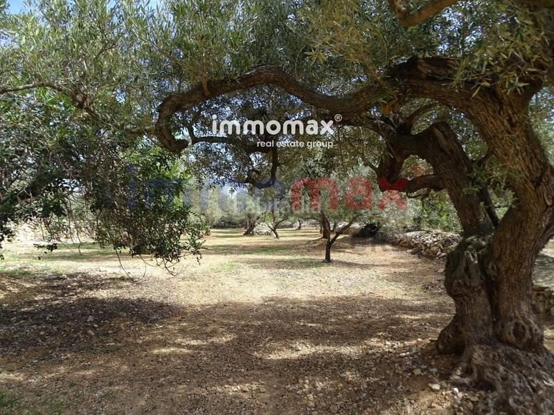 Foto eceff327-ab88-45cb-b362-4e47162aa234. Terreny residencial a Ampolla (L´)