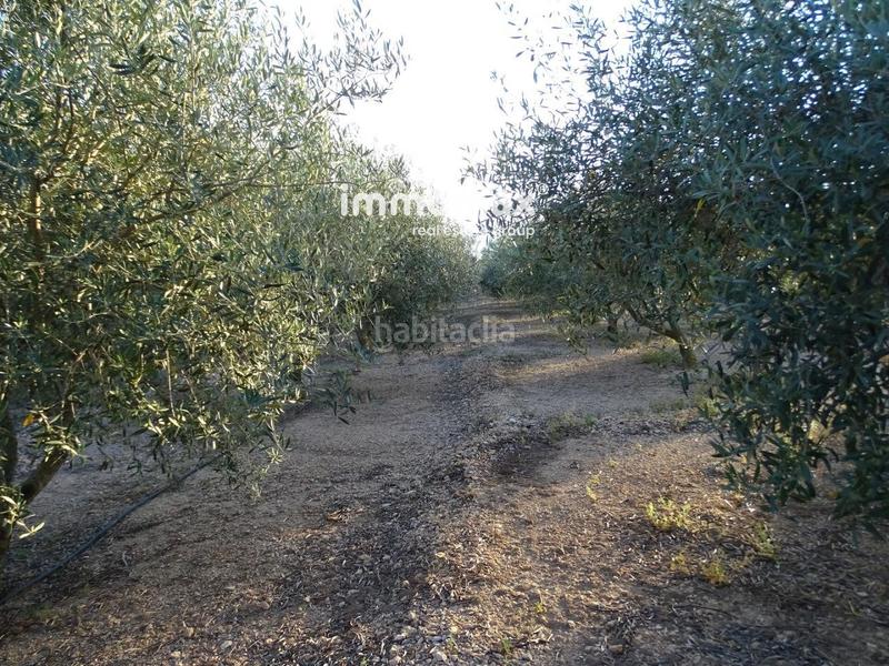 Foto 0f63ae28-2fd3-43e0-8b2c-a3c8a4a3985a. Terreny residencial a Centre Tortosa