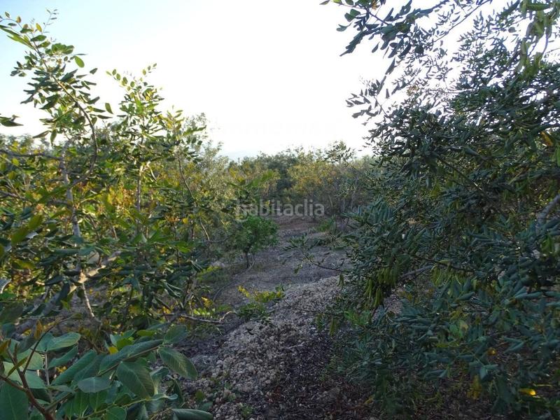 Foto 976515f1-ca75-4ecb-a1a0-b0785897ce02. Terreny residencial a Centre Tortosa