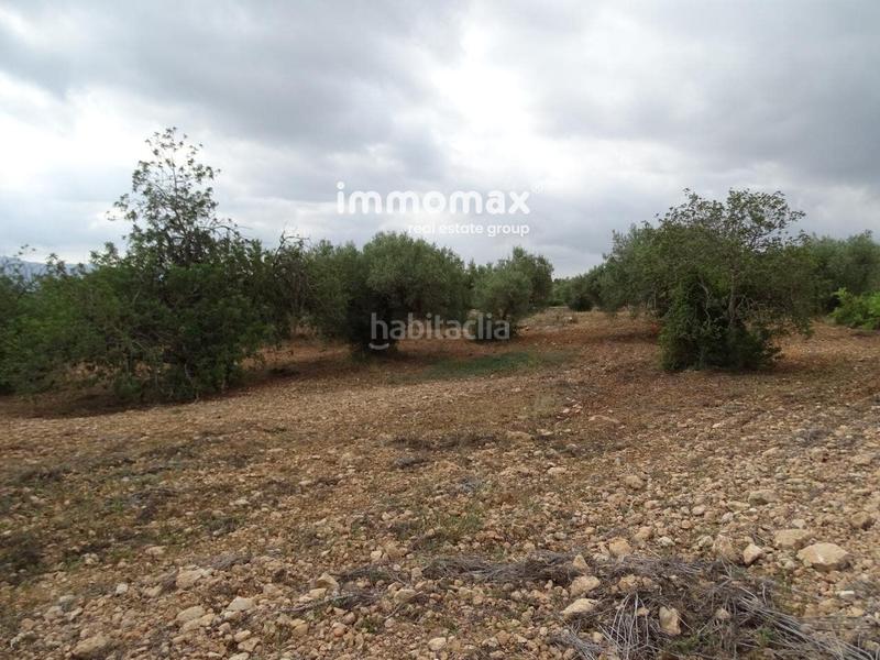 Foto 38a617b5-09bd-4e04-92f1-b9bc4b9a87e0. Terreny residencial a Xerta