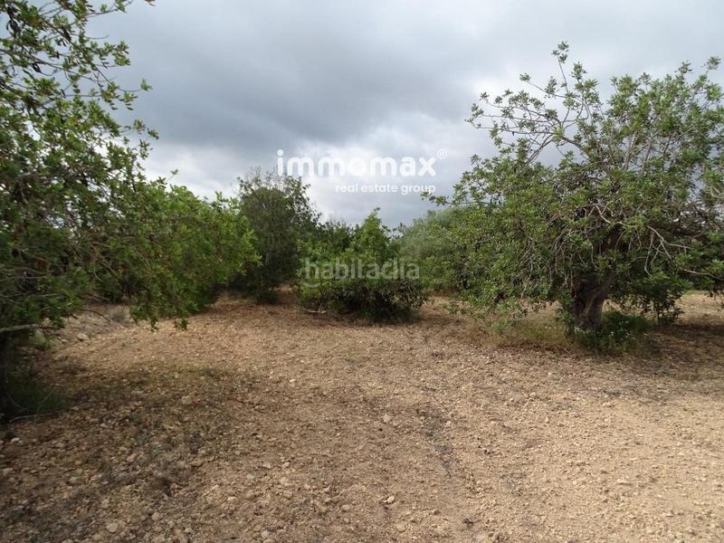 Foto bc9378c8-3be5-4dde-9880-efe004f6f3dd. Terreny residencial a Xerta